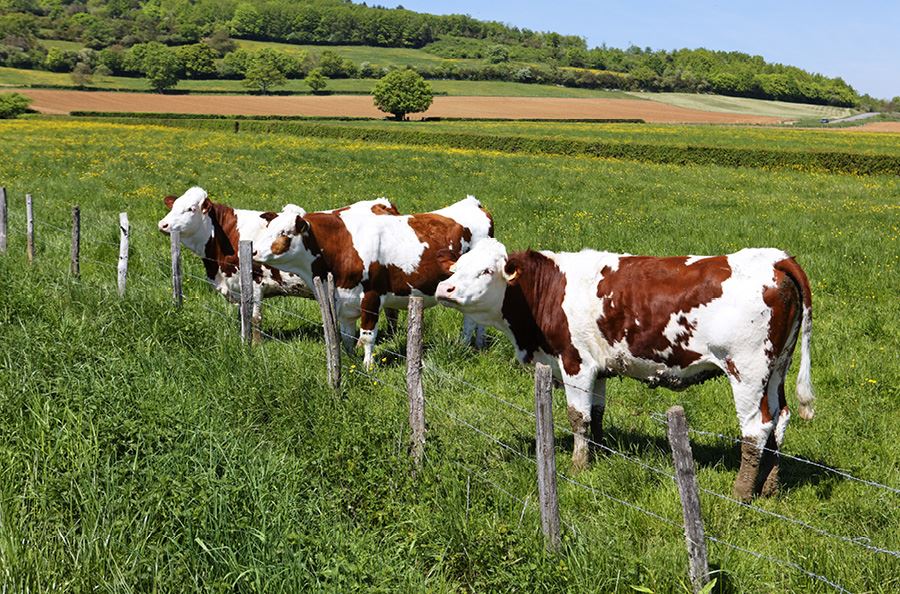 Image de la catégorie Tonnes à lisier pièces-acc.